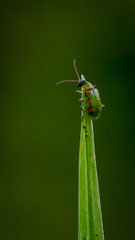 Diabrotica speciosa