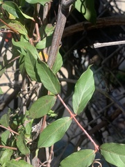 Thyrsanthella difformis
