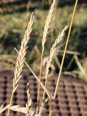 Elymus repens