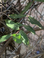 Thyrsanthella difformis