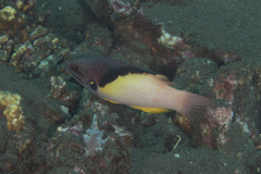 Bodianus mesothorax