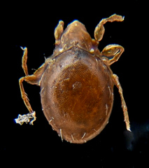Parasitiformes