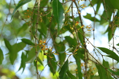 Macrosolen cochinchinensis