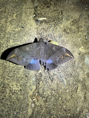 Ischyja ferrifracta