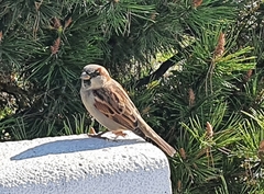 Passer domesticus