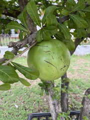 Crescentia cujete