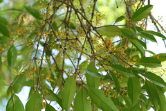 Macrosolen cochinchinensis