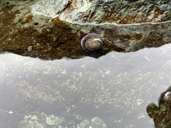 Trochoidea