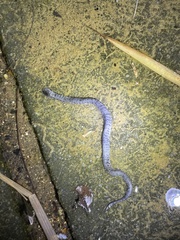 Pareas margaritophorus