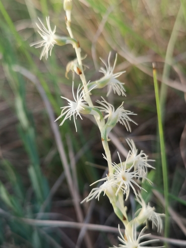 Image of Holothrix randii by (c) Ricus Nel, some rights reserved (CC BY)