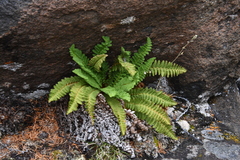 Dryopteris fragrans