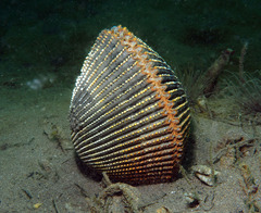 Dallocardia quadragenaria