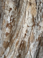 Tamarindus indica