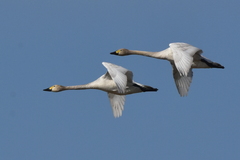Cygnus columbianus bewickii
