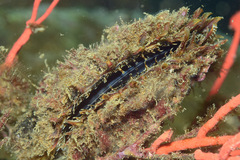 Pteria sterna