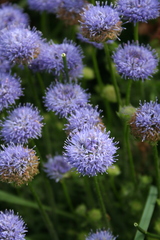 Jasione maritima