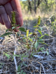 Acalypha