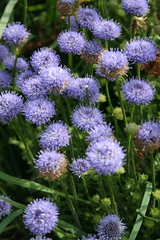 Jasione maritima