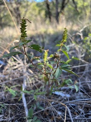 Acalypha