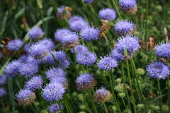 Jasione maritima