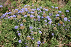 Jasione maritima