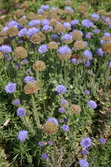 Jasione maritima