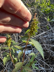 Acalypha