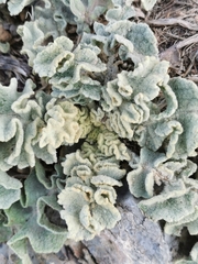 Verbascum undulatum