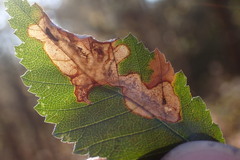 Cameraria ulmella