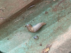 Ambigolimax valentianus