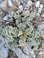 Verbascum undulatum