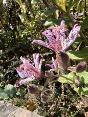Tricyrtis hirta