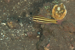 Ostorhinchus angustatus