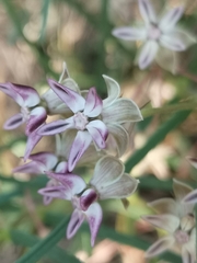 Asclepias stellifera