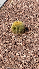 Kroenleinia grusonii