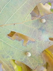 Acraspis quercushirta