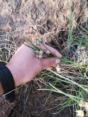 Asclepias stellifera