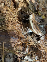 Amanita lavendula
