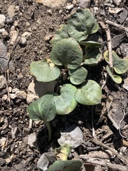 Viola charlestonensis