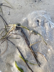 Fissurella mutabilis