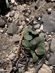 Viola charlestonensis