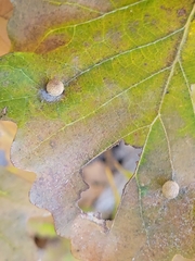 Acraspis quercushirta