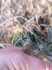 Asclepias stellifera