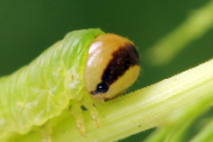 Dolerus gessneri