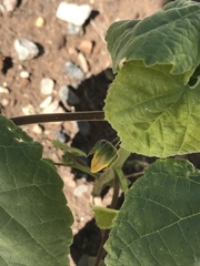 Abutilon theophrasti