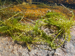 Elodea
