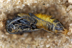 Dolerus gessneri