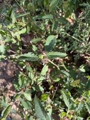 Croton glandulosus