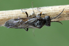 Dolerus gessneri