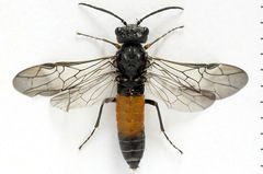Dolerus gessneri